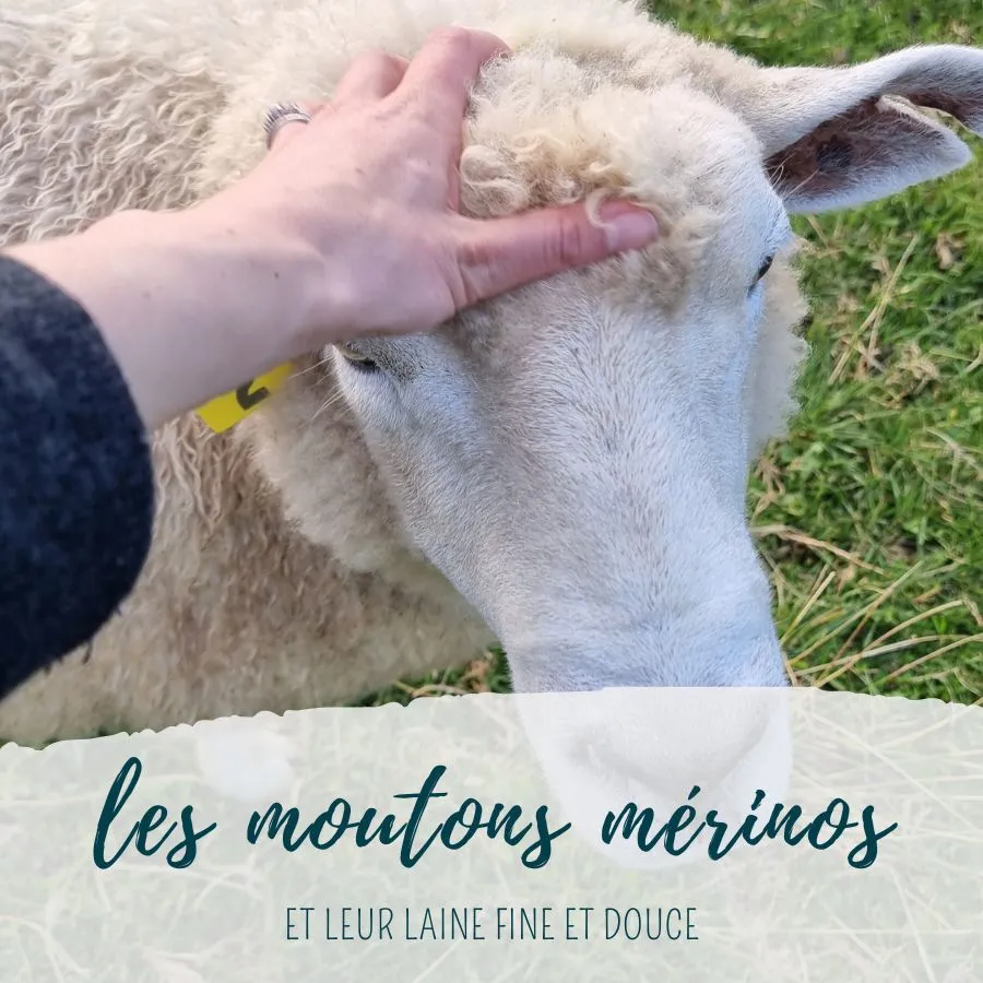 les moutons mérinos et leur laine douce
