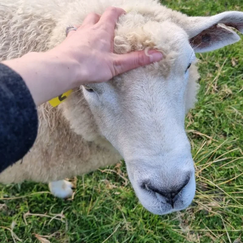mouton Nouvelle zélande Alpes du Sud Mérinos