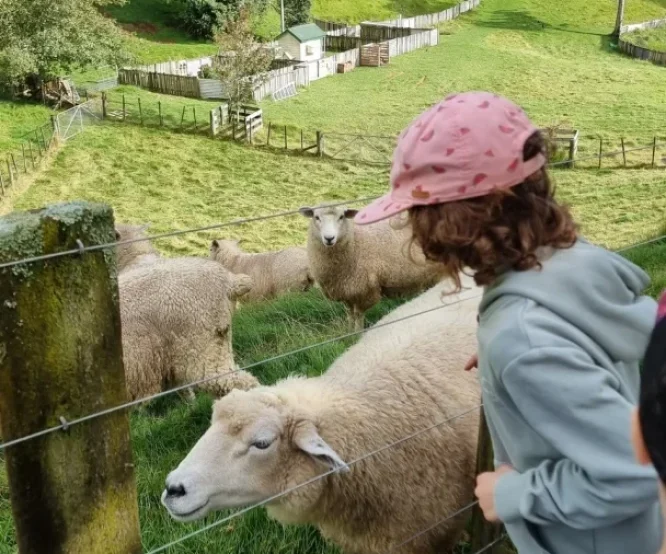 mouton nouvelle zélande laine mérinos mouton nouvelle zélande laine mérinos